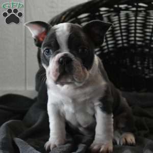 Reno, Frenchton Puppy